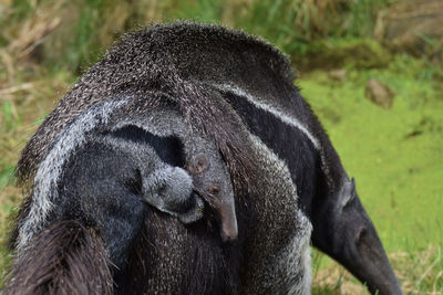 Close-up of a monkey