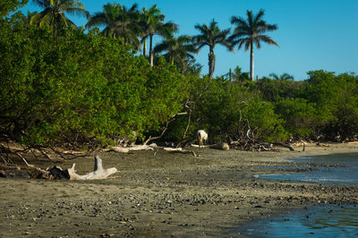 Scenic view of beach against trees