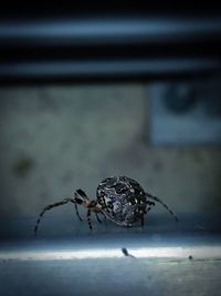 Close-up of spider