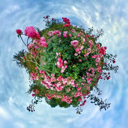 Low angle view of pink flowering plant against sky