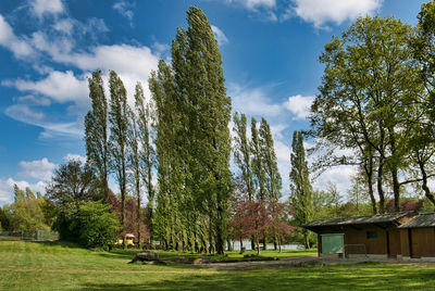 Trees growing on field against sky