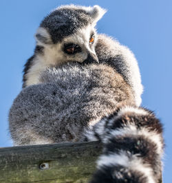 Low angle view of meerkat against clear sky