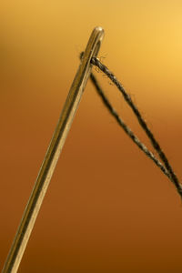 Close-up of insect on metal against orange background