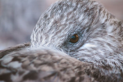 Close-up portrait of owl