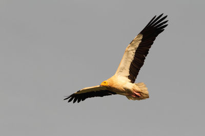 Low angle view of eagle flying against clear sky