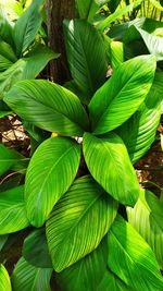 Full frame shot of green leaves