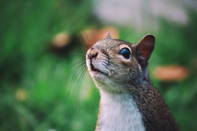 Close-up of squirrel