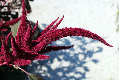 Close-up of red flower on snow