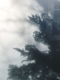 Low angle view of silhouette tree against sky