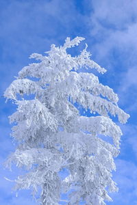 Close-up of ice against blue sky