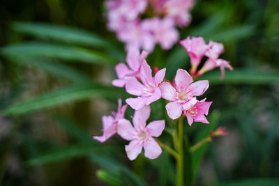 Close-up of pink flowering plant