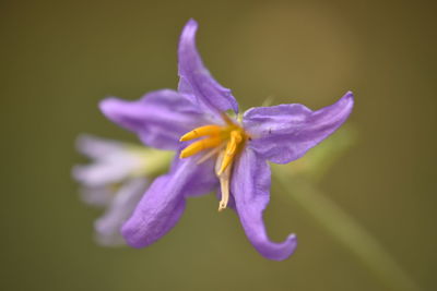 Close-up of purple flower