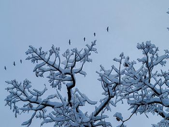 Low angle view of birds on tree against sky