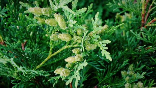 Close-up of plant growing on tree