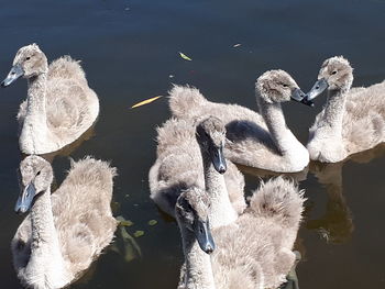 Swans swimming in lake