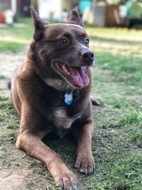 Dog looking away while sitting on field