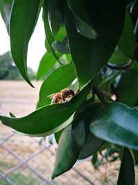 Close-up of bee on leaf