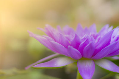 Close-up of pink flowering plant