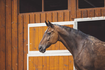 Horse standing in stable