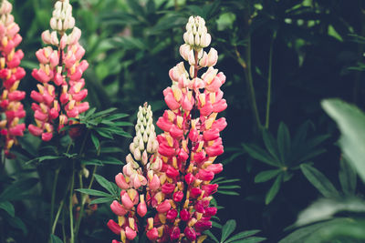 Beautiful blooming pink lupine flowers. moody bold colors. blurred natural background.