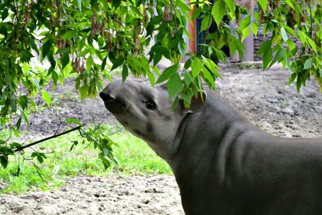 animal themes, mammal, one animal, domestic animals, horse, livestock, herbivorous, animal head, tree, working animal, side view, standing, close-up, day, wildlife, plant, zoology, nature, animal body part, outdoors