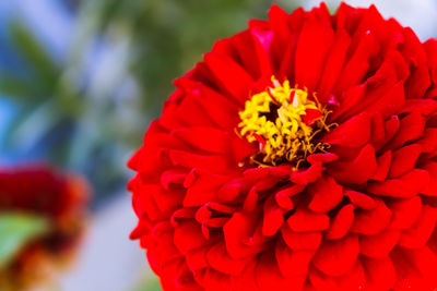 Close-up of red flowering plant