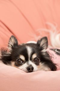 Portrait of dog relaxing at home