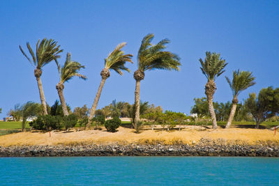 Scenic view of palm trees against clear blue sky