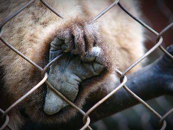 Close-up of monkey in cage