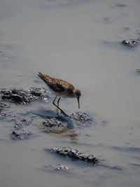 Bird stading in water, etosha national park, namibia