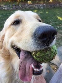 Close-up of dog carrying ball in mouth