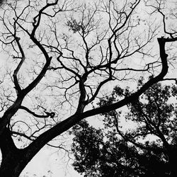 Low angle view of silhouette bare tree against sky