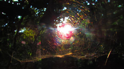 Sun shining through trees