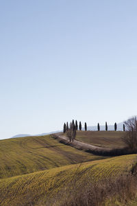 Scenic view of field against clear sky