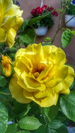 Close-up of yellow flowers blooming outdoors