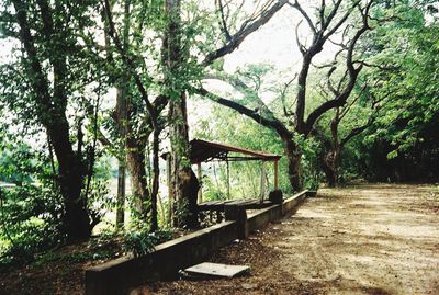 Trees in park