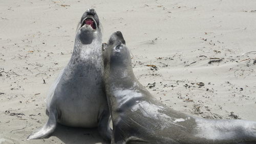 View of horse on beach