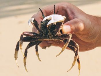 Close-up of person holding leaf