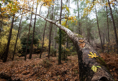 Maple leaves on a tree branch in autumn. fall season in a forest.