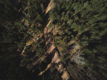 High angle view of trees in forest