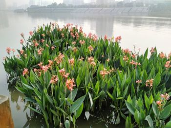 Lotus water lily in lake