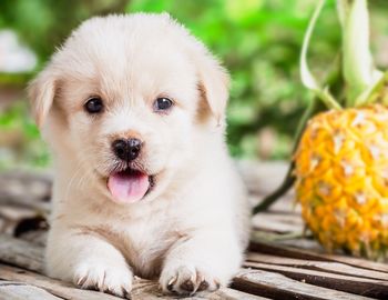 Close-up portrait of puppy relaxing on table
