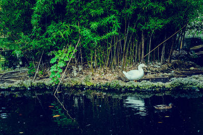 Swan swimming in lake against trees