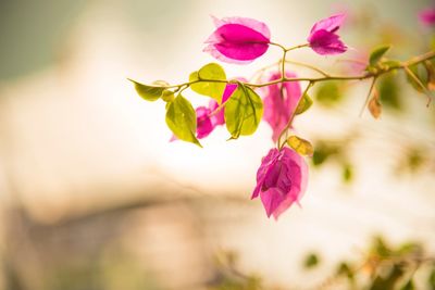 Close-up of pink flowering plant