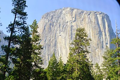 Low angle view of trees on mountain