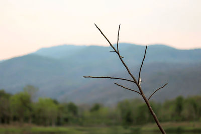 Close-up of plant on land against sky