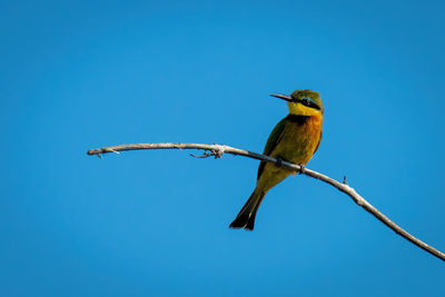 Little bee-eater turning head on dead branch