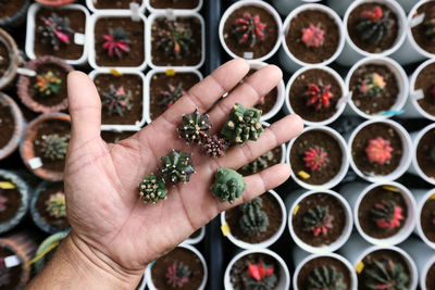 High angle view of hand holding potted plant