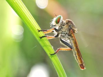 Close-up of insect on blade of grass