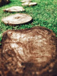 Close-up of mushroom growing on tree stump